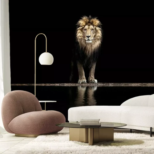 Fototapete Schöner Löwe an einer Wasserstelle auf schwarzem Hintergrund