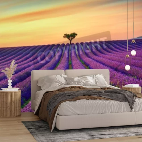 Fototapete Auf Lavendelfeld fallender Sonnenuntergang