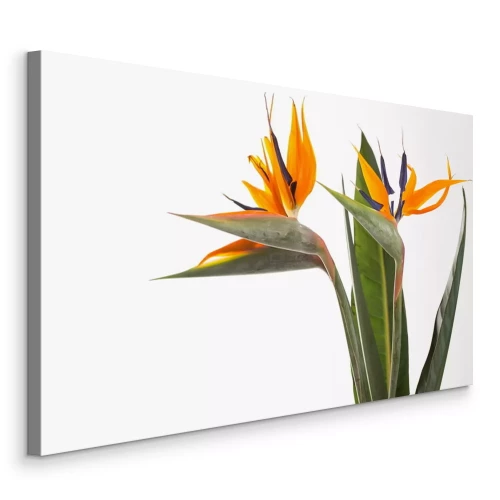 Bild Strelitzia Paradiesvogelblume exotische Pflanze