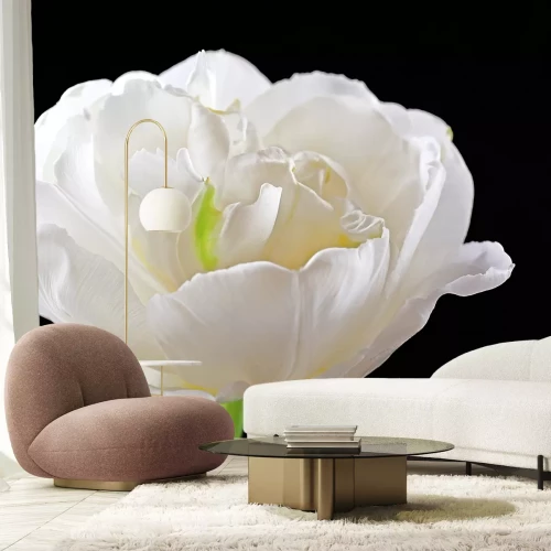 Sticker Weiße Tulpe auf schwarzem Hintergrund