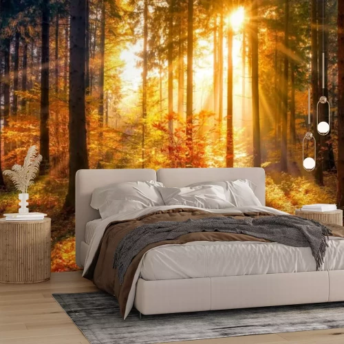 Fototapete Herbstlandschaft Sonnenaufgang im Wald natürliche Szenerie