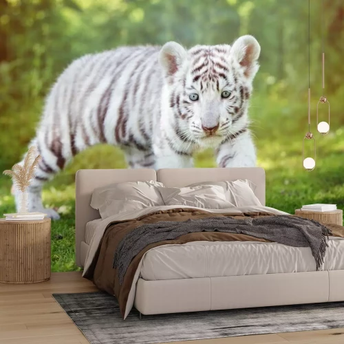 Fototapete Weißes Tigerjunge, das draußen geht