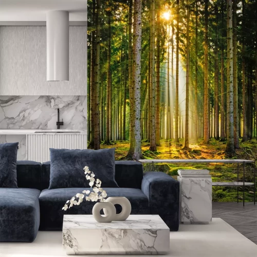 Sticker Sonnenstrahlen im Nadelwald im Morgennebel