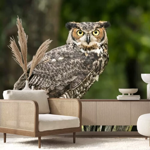 Fototapete Auf einem Baumast sitzende Eule