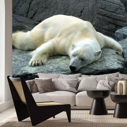 Fototapete Auf Stein schlafender Eisbär