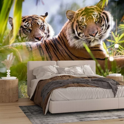 Fototapete Zwei tiger auf dem grün