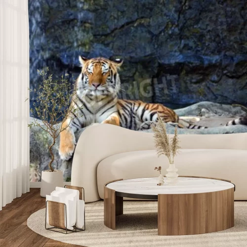 Fototapete Auf felsen schlafender tiger