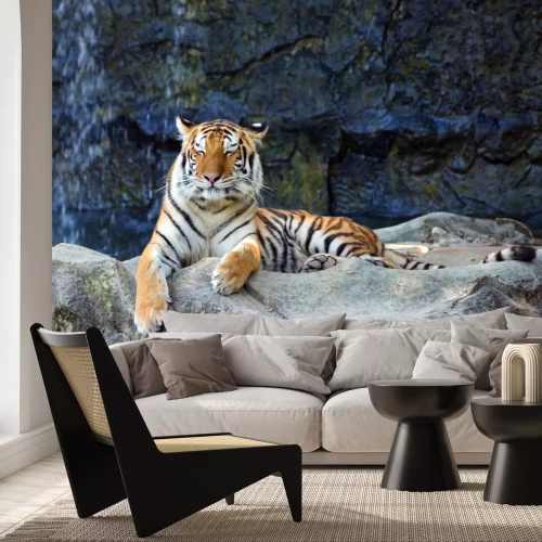 Fototapete Auf felsen schlafender tiger