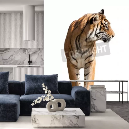 Fototapete Tiger auf weißem hintergrund