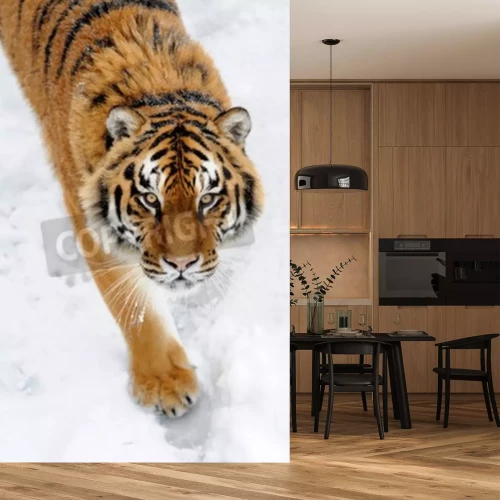 Fototapete Sibirischer tiger im schnee