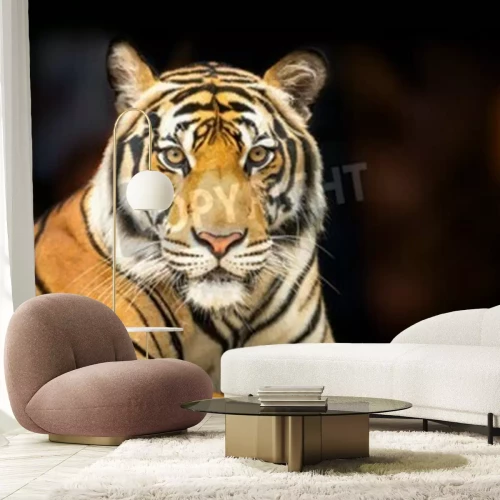 Fototapete Der sibirische tiger auf dunklem hintergrund