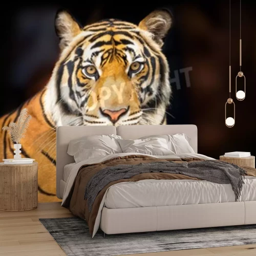 Fototapete Der sibirische tiger auf dunklem hintergrund