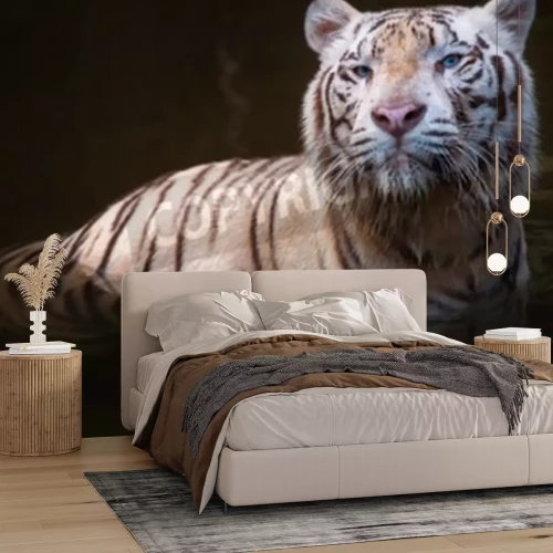 Fototapete Weißer tiger im wasser