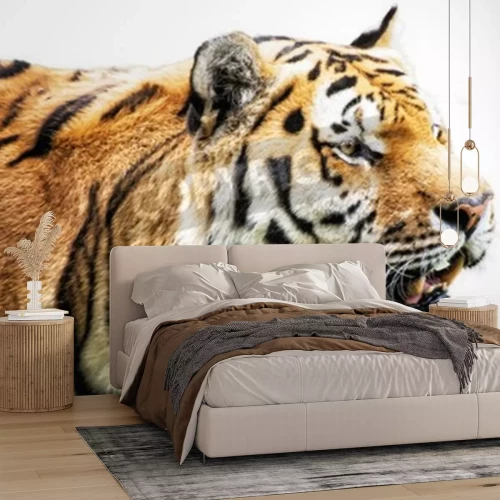 Fototapete Der sibirische tiger auf weißem hintergrund