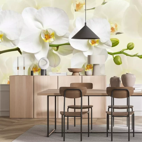 Fototapete Weiße Orchideenblüten
