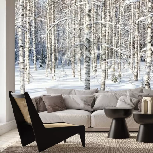 Fototapete Birken im Winter