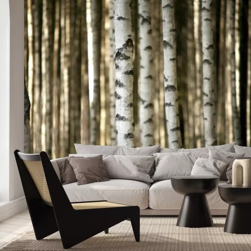Fototapete Stämme der Birken