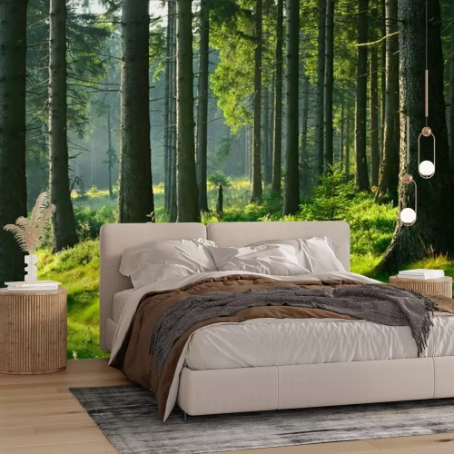 Fototapete Grünes unterholz und baumstämme