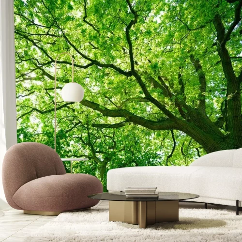 Fototapete Krone alter eiche