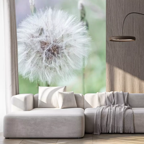 Fototapete Pusteblume und Wiese