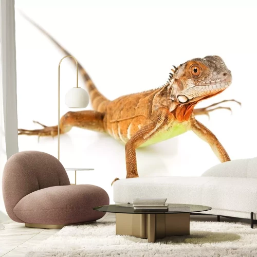 Sticker Roter Leguan