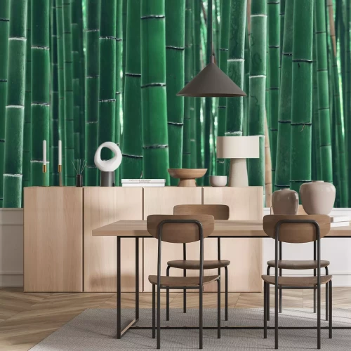 Fototapete Grüne Bambussprossen