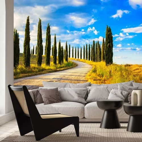 Fototapete Tannenbäume am toskanischen Pfad