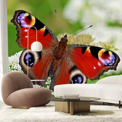 Fototapete Schmetterling Tagpfauenauge auf einer Blume