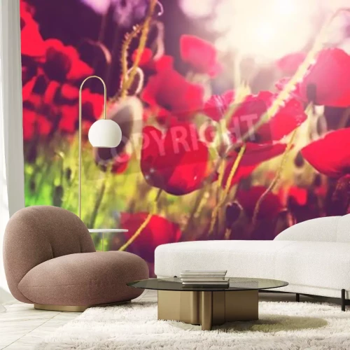 Fototapete Mohne auf der Wiese