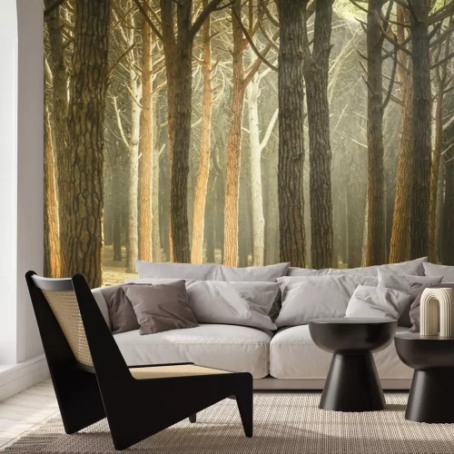 Fototapete Italienische Kiefer nebligen Wald oder Pinienwald. Maremma in der Toskana