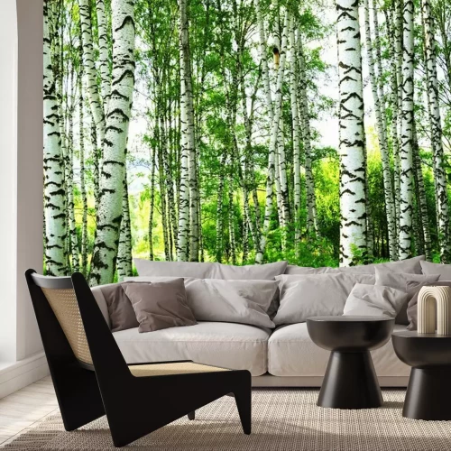 Fototapete Ein sonniger Birkenwald