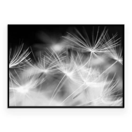 Poster Schwarz-Weiß-Fotografie von Löwenzahnsamen