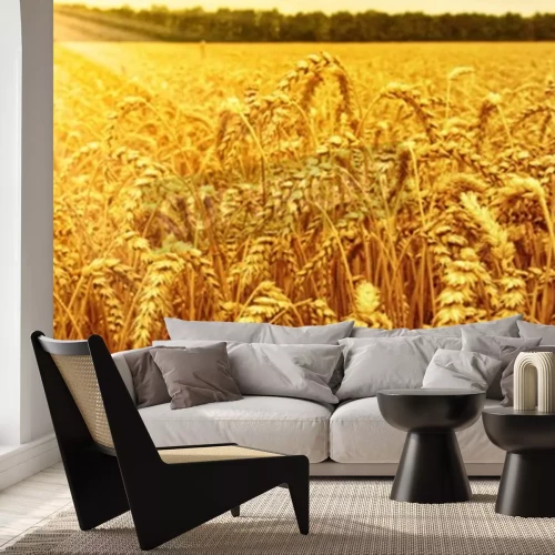 Fototapete Weizenfeld und Sonnenaufgang