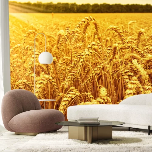 Fototapete Weizenfeld und Sonnenaufgang