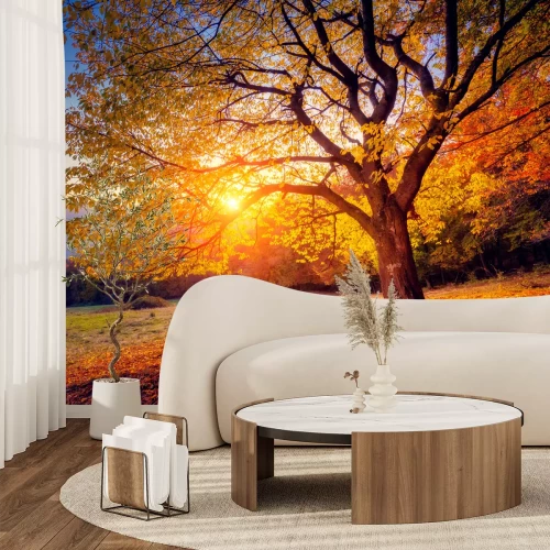 Fototapete Herbstbaum und Sonnenaufgang