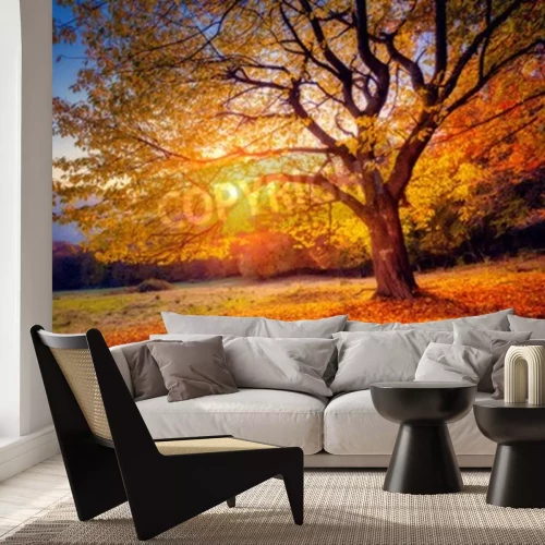 Fototapete Herbstbaum und Sonnenaufgang