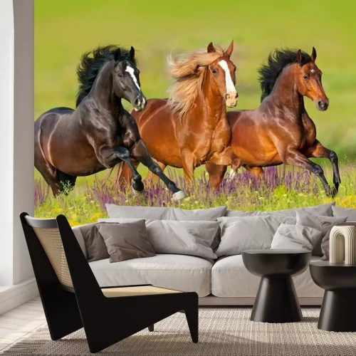 Fototapete Pferde im galopp auf der wiese