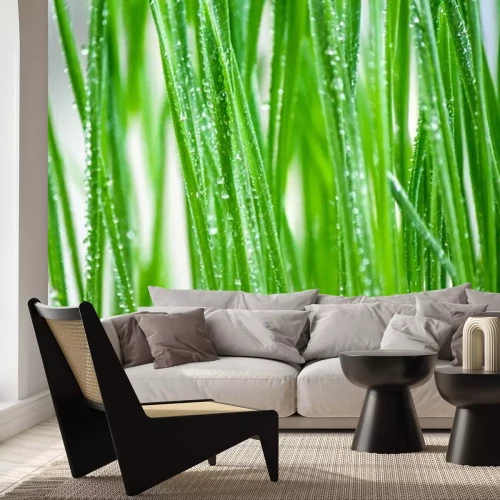 Fototapete Tautropfen auf grünem Gras