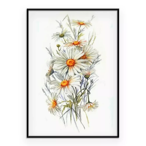 Poster Handgezeichnetes Aquarell zart Sommerblüte Künstlerische Gänseblümchen Blumen. Wilder Kamillenzeichnung. Natürliche Illustration für die dekorative Design auf dem weißen Hintergrund.