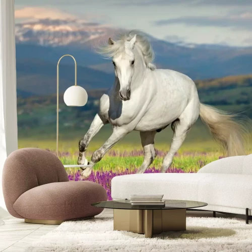 Fototapete Pferd im Galopp Lavendel