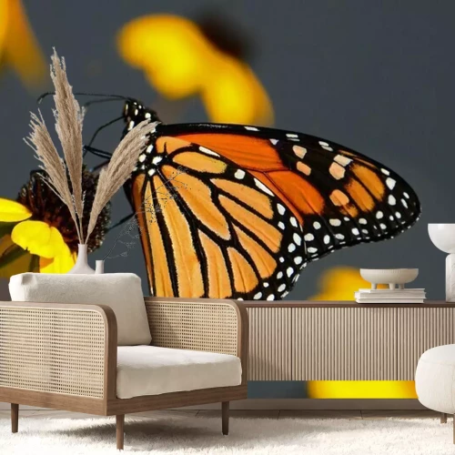 Fototapete Monarchfalter auf einer gelben Blume