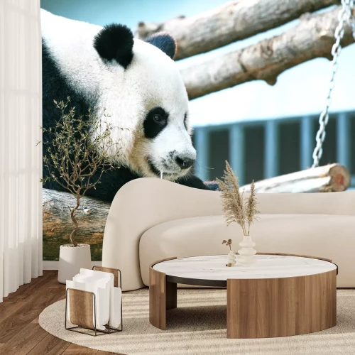 Fototapete Panda auf den zweigen