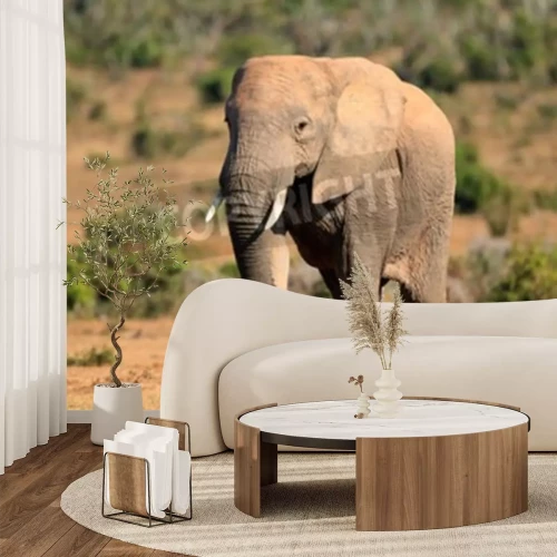 Fototapete Elefant in Südafrika