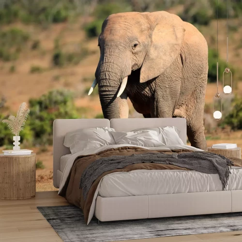 Fototapete Elefant in Südafrika