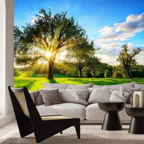 Fototapete Sonnenstrahlen die durch ein Baumdach scheinen