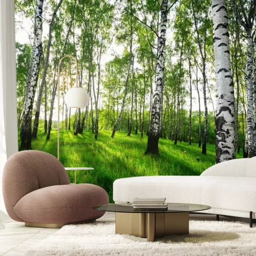 Fototapete Sommer im sonnigen Birkenwald