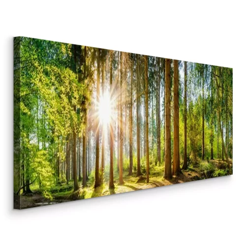 Bild Panoramablick auf einen sonnigen Wald