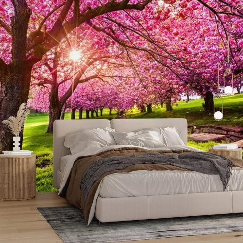Fototapete Rosa Kirschbäume