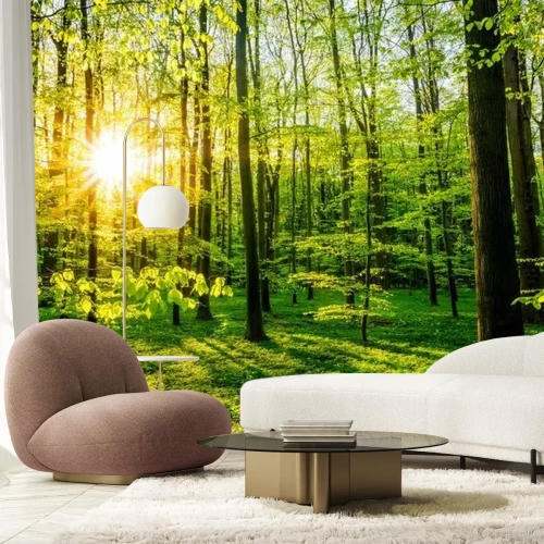 Fototapete Wald im Frühling mit Sonne, die durch die Bäume