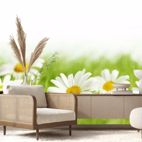 Fototapete Gänseblümchen im Gras